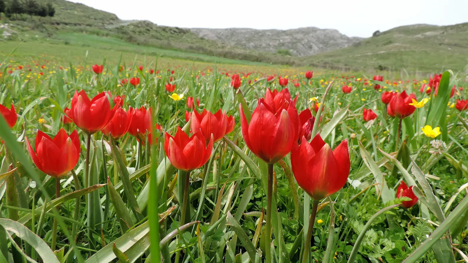 Red wild tulips blossoming on Gious Kampos Plateau near Spili